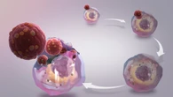 Virologo, perchè è necessaria la sorveglianza attiva dell'hantavirus