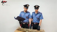 Coltivazione di papavero da oppio in zona interdetta della frana di Niscemi