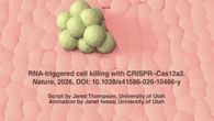Così la tecnic che ripara il Dna diventa un'arma contro infezioni e tumori (fonte: Jared Thompson and Janet Iwasa, PhD)