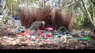 Un maschio di uccello giardiniere urbano mostra il suo bottino a una femmina (fonte: Caitlin Evans)