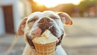 Arriva l'estate, dal gelato ai rischi in spiaggia i consigli per l'amico a 4 zampe