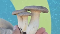 Dai terreni di Sandokan la coltivazione di funghi per lo chef stellato