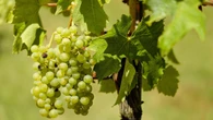 Le origini del vino raccontate dal Dna di semi trovati in Toscana