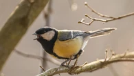 Dagli animali alle canzoni, la comuncazione segue un ritrmo universale