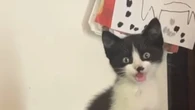 Gatto s'infila in vano motore auto e percorre oltre 100 km