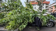 Tromba d'aria a Roma, alberi caduti e traffico in tilt