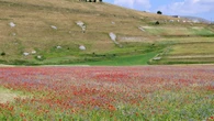 >ANSA-BOX/ A Castelluccio di Norcia il caldo spegne la fioritura