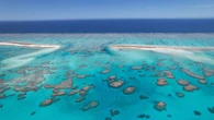 I coralli neonati possono viaggiare anche per 100 chilometri