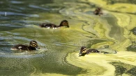Anatra morta nella Reflecting Pool, si teme avvelenamento per vernice e alghe