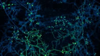 I funghi re del sottosuolo, la loro rete è 1 miliardo di volte la distanza Terra-Sole