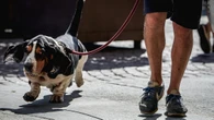 L'afa colpisce anche cani e gatti, in Francia aumento quasi del 10% mortalità