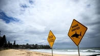Donna attaccata da uno squalo in Australia, è in condizioni critiche