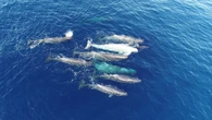 I dialetti dei capodogli del Mediterraneo evolvono nel tempo
