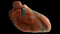 Il cuore nell'Atlante degli organi umani (fonte: ESRF)