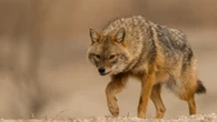 Sciacalli in espansione in Europa, aiutati dagli esseri umani