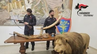 Un leone imbalsamato sequestrato durante un'operazione antibracconaggio