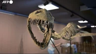 All’asta uno scheletro di Elasmosaurus lungo 9 metri, base stimata 200mila euro