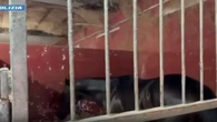 Controlli della polizia a Catania, 23 cavalli sequestrati e 7 denunce