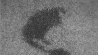 Fatti di alghe e meccanismi, i microrobot che volano in sciami VIDEO