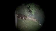Nuovo avvistamento di un orso in Veneto, sull'Altopiano di Asiago