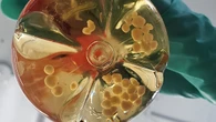 Organoidi di cervello usati per costruire biocomputer