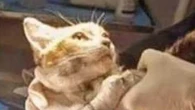 L'atroce morte di gatto Leone, Aidaa assume criminologo per scovare torturatore