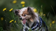 Lazare, il cane di 30 anni che sfida il record di longevità