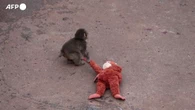 Il macaco abbandonato dalla madre si consola col peluche