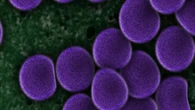 Dalla sintesi dei cromosomi all’IA, così i batteri diventano fabbriche