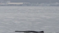 Dal Dna ambientale la scoperta di un nuovo abitante del Mediterraneo