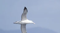 Gli uccelli marini indicano la distribuzione del mercurio negli oceani