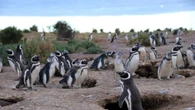 Inquinanti 'eterni' anche in Patagonia, trovati grazie ai pinguini