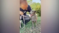 I consigli utili per il benessere dei cani in estate