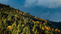 Il cambiamento climatico sta ridisegnando le foreste europee