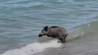 Tutti al mare nel Cilento, tra i bagnanti spunta anche un cinghiale