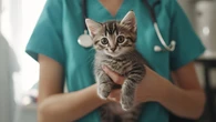 Aviaria, primo caso di trasmissione da gatto domestico a uomo