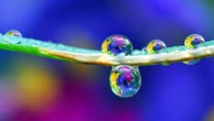 Le piante possono percepire il suono della pioggia