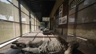Grazie all'IA ricostruito un disperato tentativo di fuga dall'eruzione di Pompei