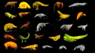Nelle profondità del Pacifico 24 specie mai viste