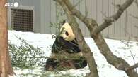 I panda giganti Bao Li e Qing Bao fanno il loro debutto allo zoo di Washington