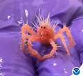 Tenero e arruffato, un baby crostaceo diventa la star dei social