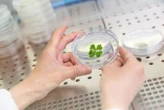 I principi attivi delle piante antiche per cosmetici e farmaci