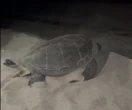 Tartaruga verde ha tentato di nidificare su spiaggia calabrese