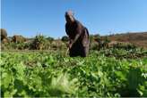 Il Mozambico con il Piano Mattei lancia la sfida agricola