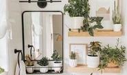 Plantas no banho: veja como aderir à tendência de bem-estar em alta