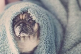 Clima frio: veja 10 dicas práticas para cuidar do seu pet no inverno