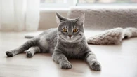 Batasi Kecukupan Protein Kucing, Jika Kelebihan Begini Dampaknya