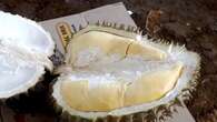 Manfaat Biji Durian yang Tersembunyi, Cara Membuat Rebusan untuk Kesehatan Tubuh