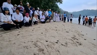 Konservasi Penyu di Gunungkidul, 101 Tukik Penyu Kembali ke Habitat Asli