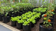 Kesalahan Ibu Rumah Tangga Saat Menanam Sayur di Pekarangan yang Sering Membuat Gagal Pane...